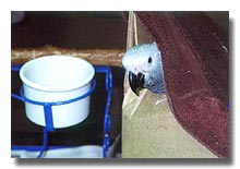 Congo African Greys hatching now. Please call for initial interview.